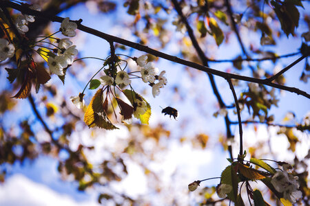 Bumblebee 3 photo