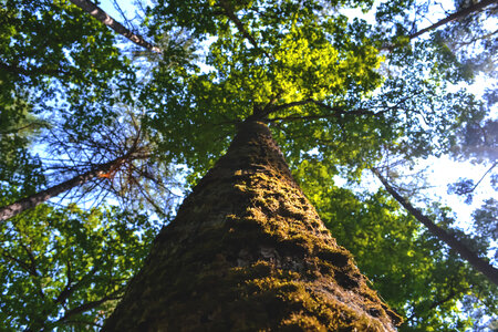 Tree trunk photo