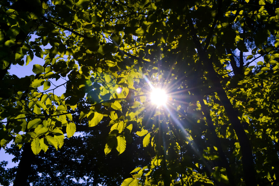 Sun shining through the leaves photo