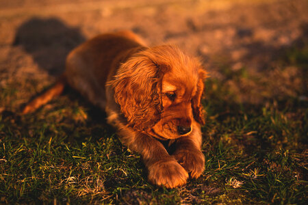 English Cocker Spaniel puppy photo