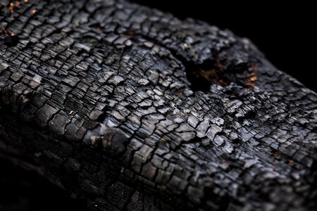 Burnt trunk photo