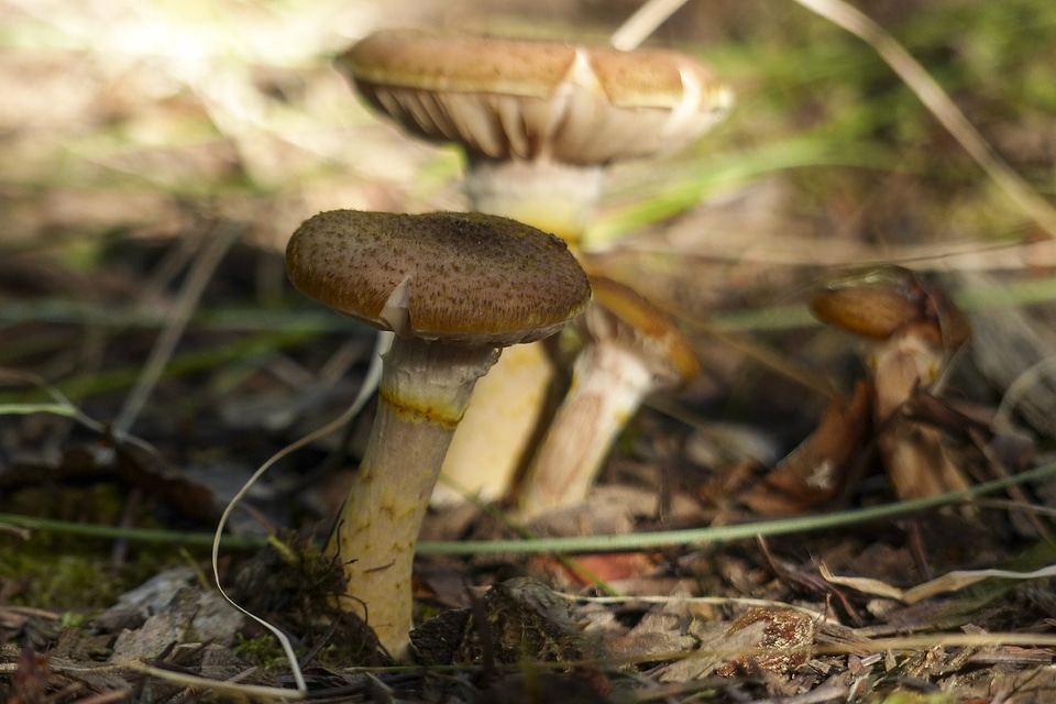 Nature toxic forest