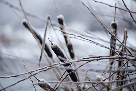 Frozen cattails photo