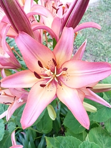 Garden pinks pink