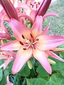 Garden pinks pink photo