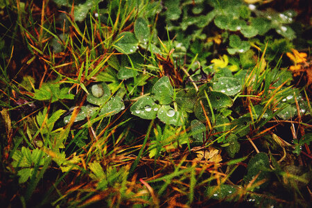 Clover in the grass photo