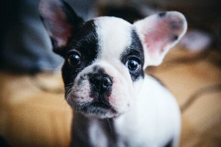 French Bulldog puppy photo