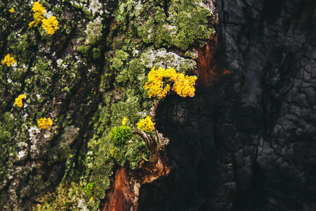 Burnt tree photo