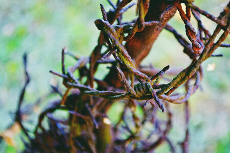 Rusty barbed wire photo
