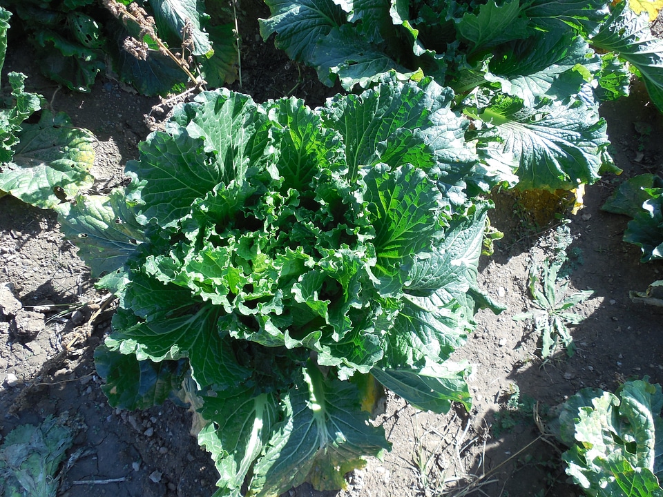 Vegetables organic farm