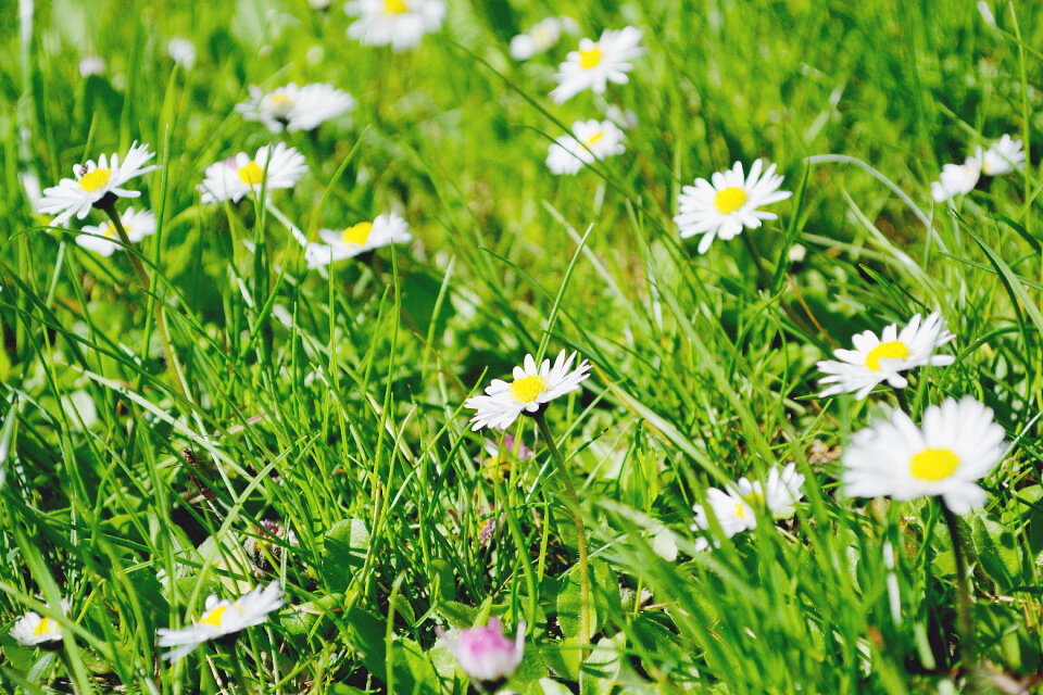 Daisies