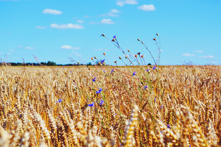 Wheat Field