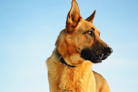 German shepherd photo