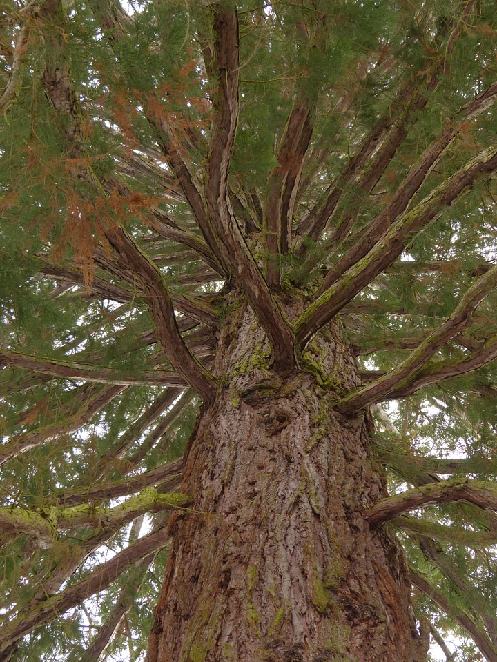 Fir tree sickle fir cryptomeria japonica