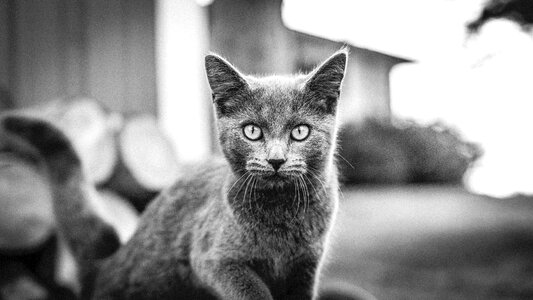 Grayscale Photo of Cat photo