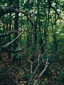 Free stock photo of branch, branches, creepy