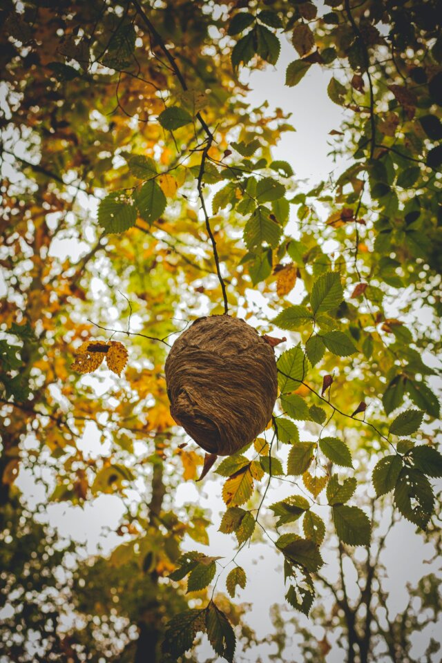 Free stock photo of colorful, nature, theme-autumn