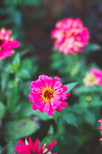 Free stock photo of flower, flowers, zinnias photo