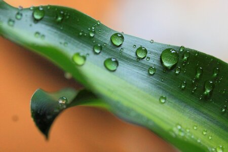 Close-up Photography of Dews on Green Leaf photo