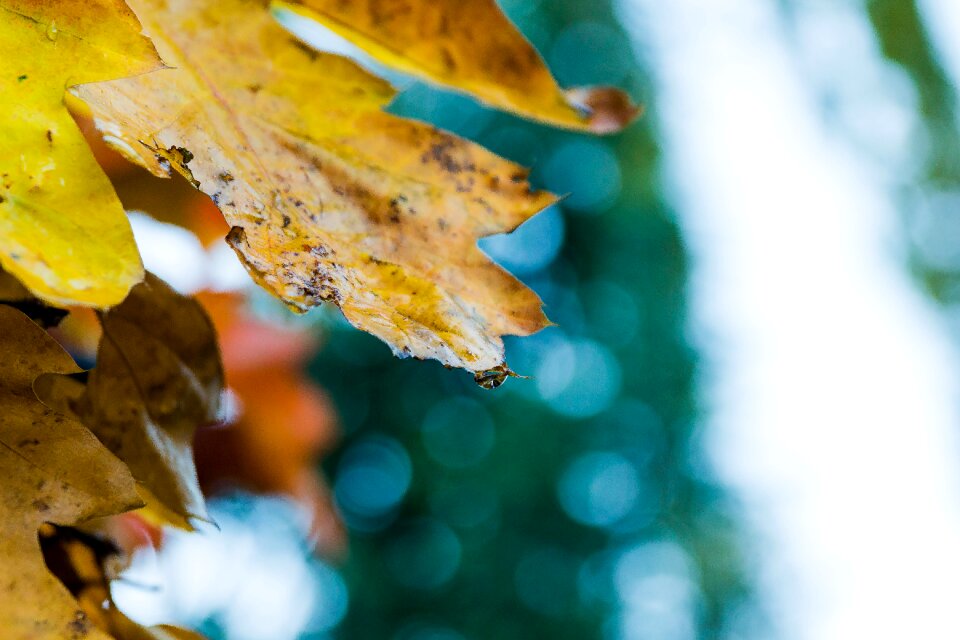 Free stock photo of accrochee, arbre, automne