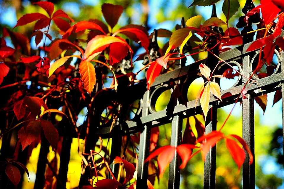Free stock photo of colors, leafs, sun