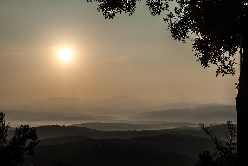 Morning sun forest