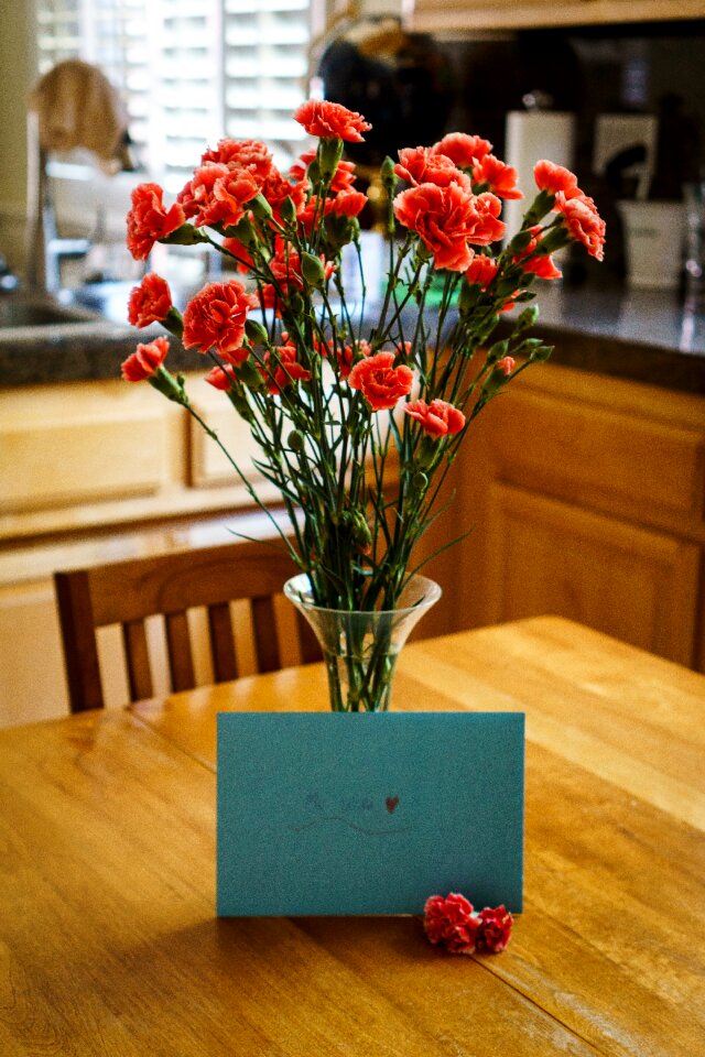 Free stock photo of anniversary, carnations, flowers