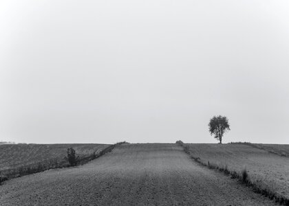 Free stock photo of black-and-white, land, theme-autumn photo