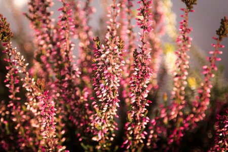 Free stock photo of heather, theme-autumn