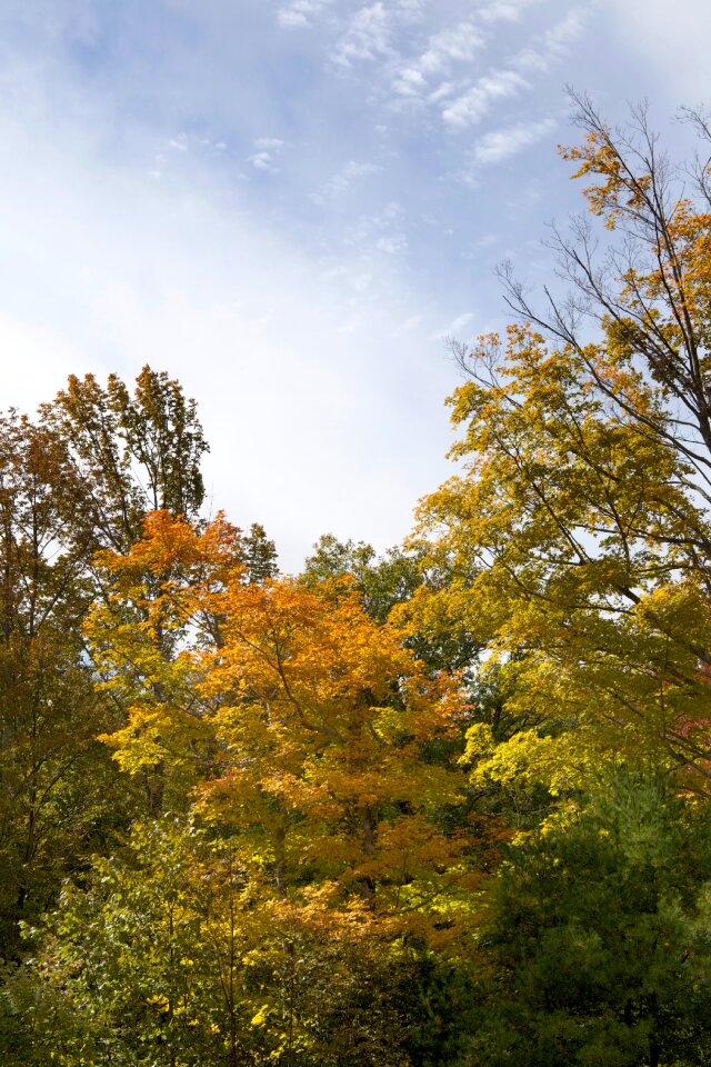 Free stock photo of foliage, trees