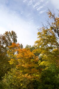 Free stock photo of foliage, trees