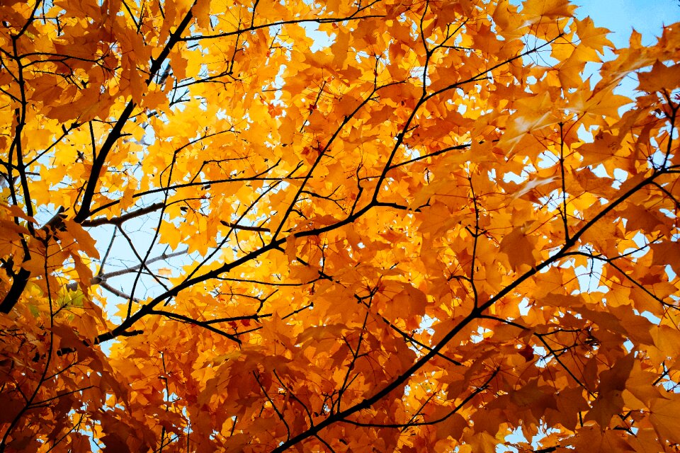 Free stock photo from Tookapic