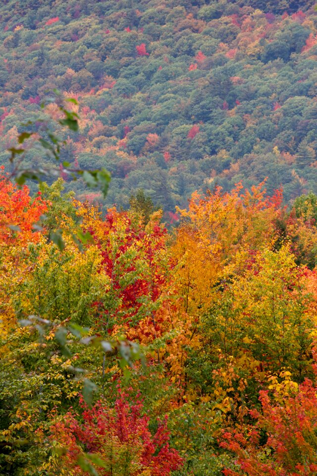 Free stock photo of colorful, colourful, foliage