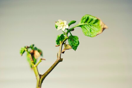 Free stock photo of branch, flower, green photo
