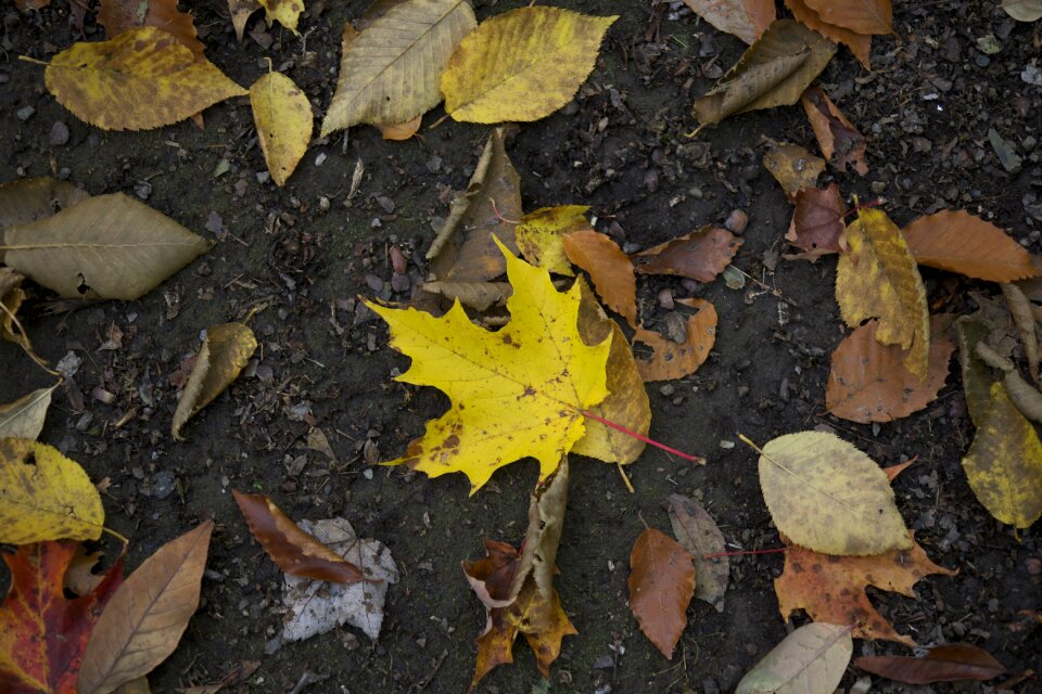 Free stock photo of foliage