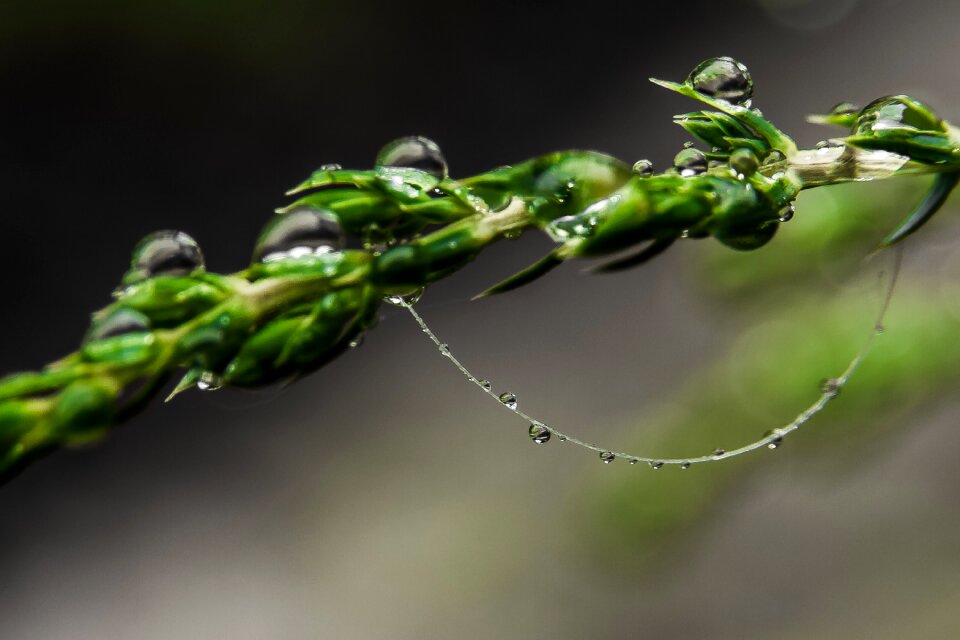 Free stock photo of cobweb, drops, rain