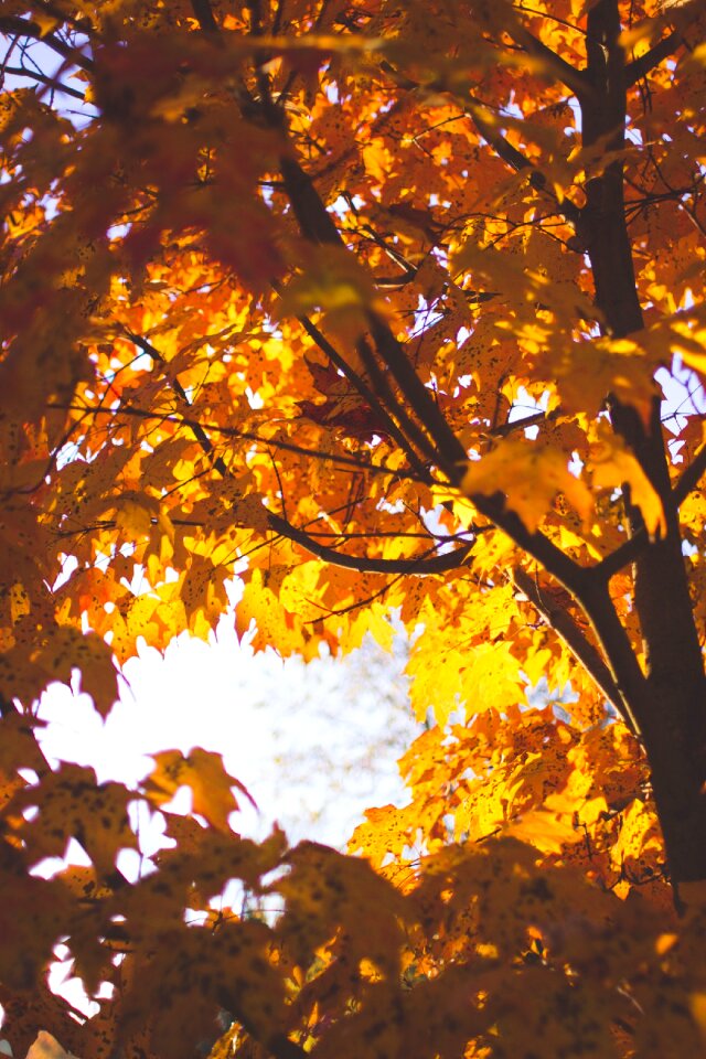 Free stock photo of orange, tree