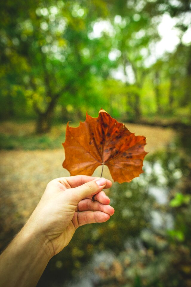 Free stock photo from Tookapic