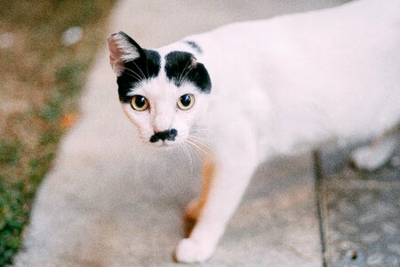 Free stock photo of animal, cat