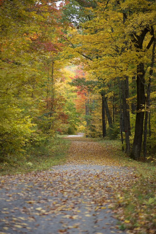 Free stock photo of forest, park, path