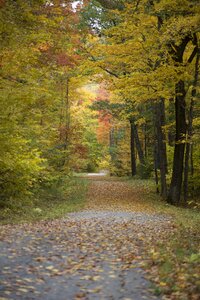 Free stock photo of forest, park, path photo