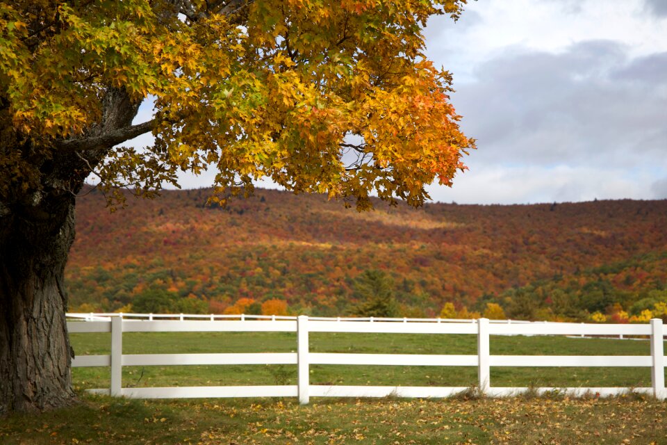 Free stock photo of foliage, trees