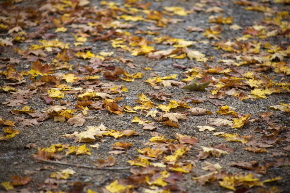 Free stock photo of foliage