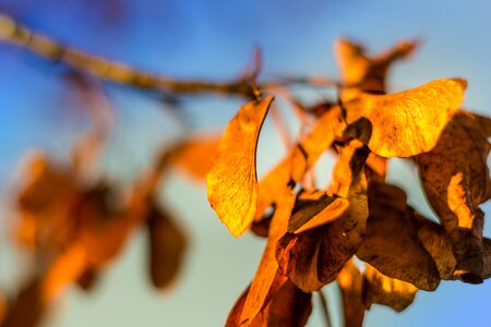 Shallow Focus Photography of Brown Leaves