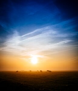 Silhouette Photography of Animals on Ground during Golden Hour