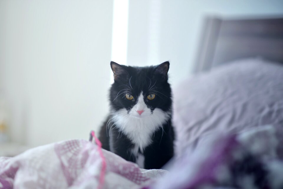 Free stock photo of bedroom, cat, morning