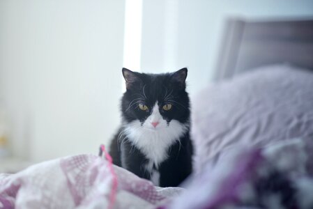 Free stock photo of bedroom, cat, morning