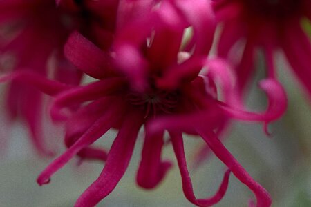 Free stock photo of closeup, flower, plant photo
