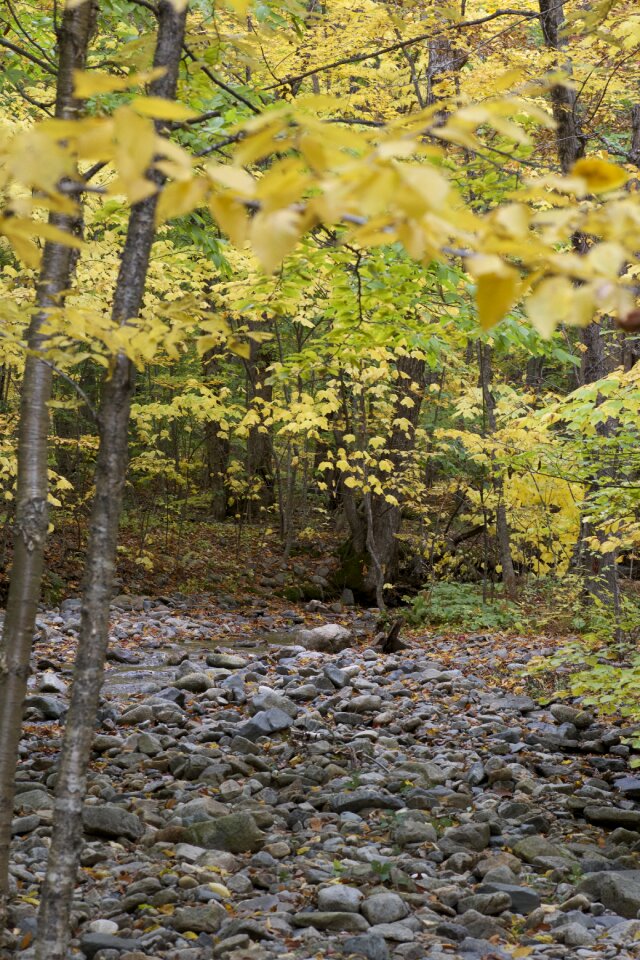Free stock photo of foliage, rocks, trees