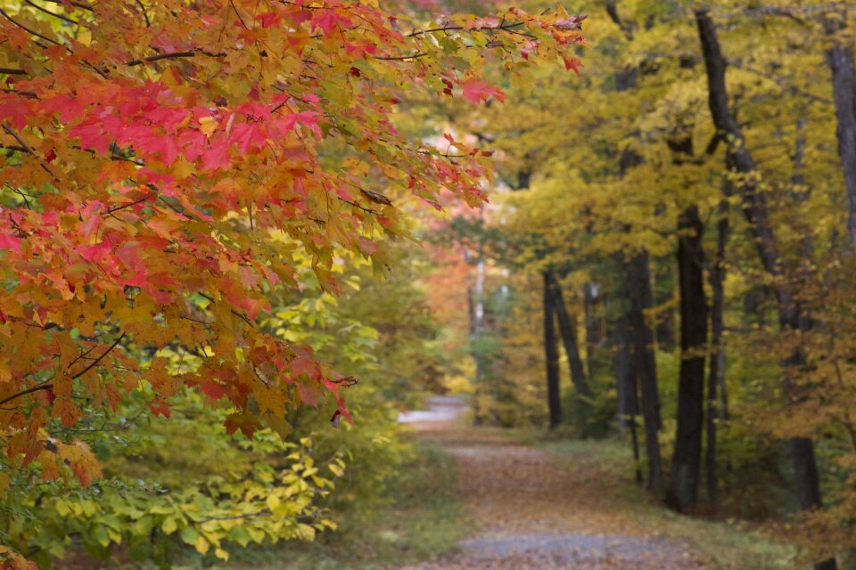 Free stock photo of foliage, trees photo